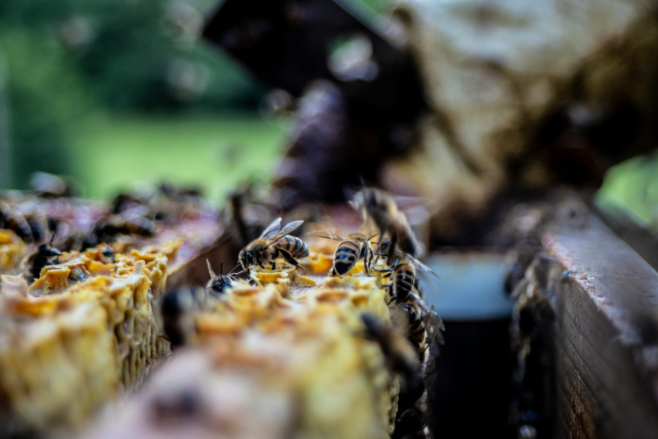 Bee working Hard